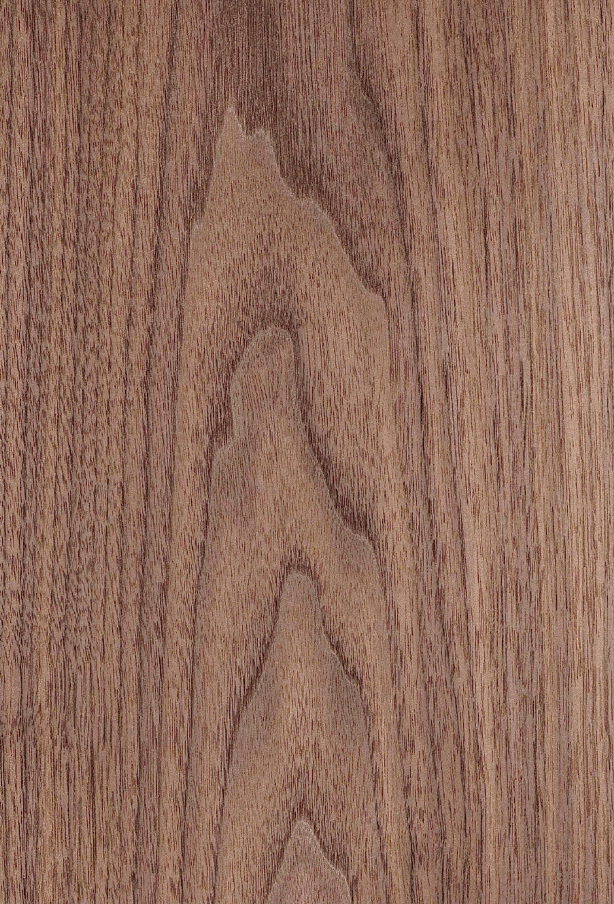 Amerikan Ceviz Kereste